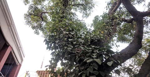 A Tree at Cafe Cerrise, Bangalore